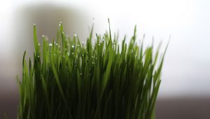Wheatgrass for Energy and Vitality